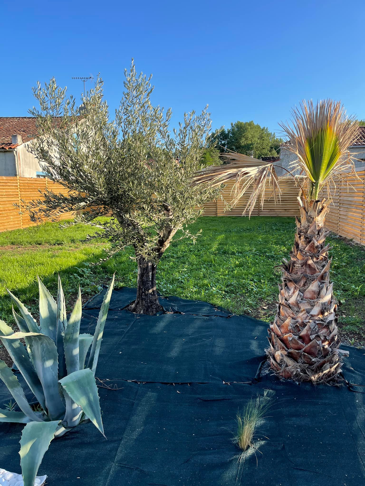 Travaux de Plantation d’Arbres à Rabat – Les Jardins d’Elle Travaux de Plantation d’Arbres à Rabat – Les Jardins d’Elle